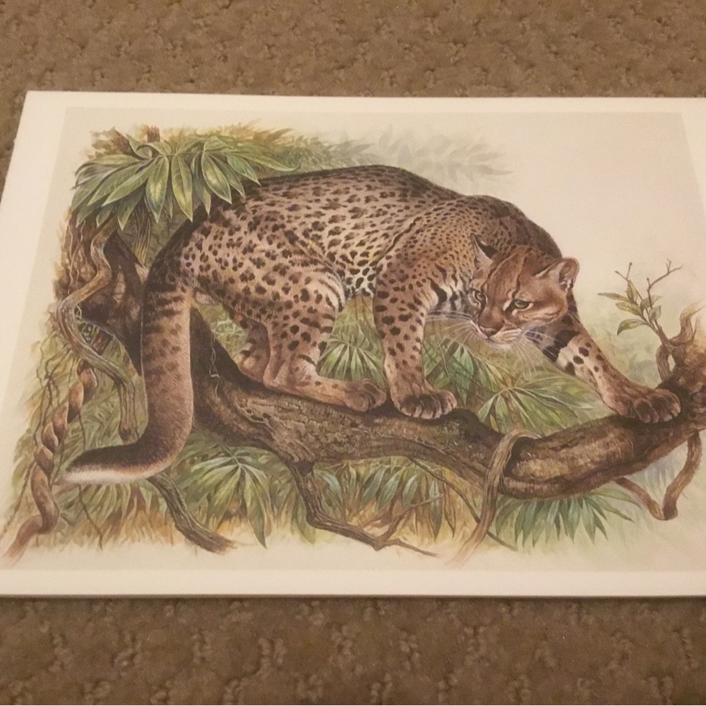 8 Leopard Writing Cards